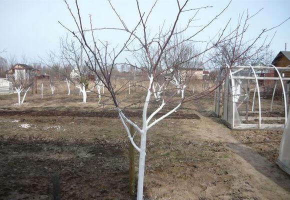 การทาสีขาวบนต้นแอปเปิ้ล