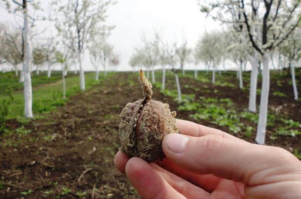 วอลนัททาสีขาว