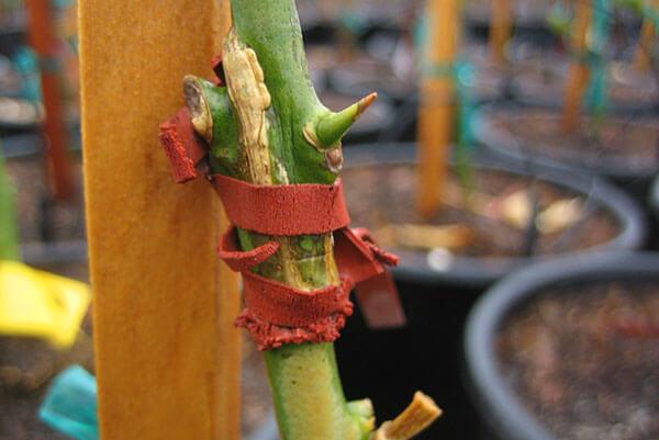 การต่อกิ่งแบบแยก