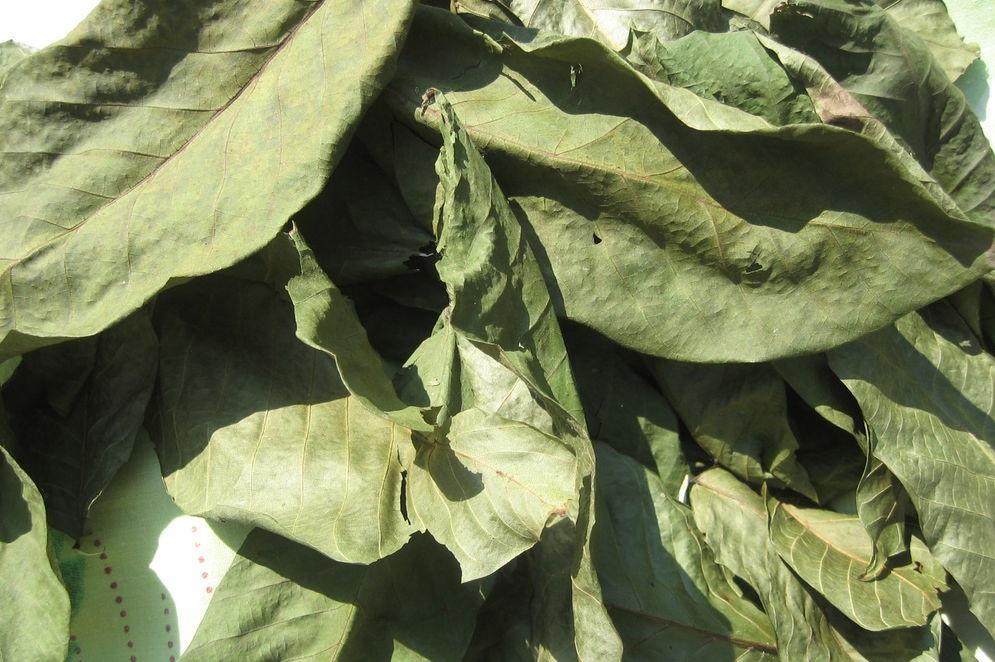 โรคและการตายของวอลนัท