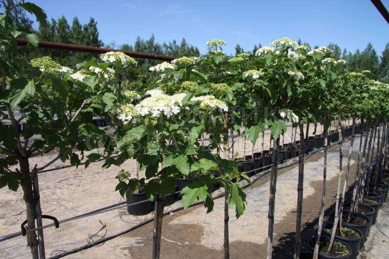 มาตรฐาน อลีนา