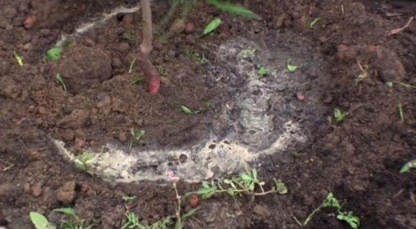 การปลูกต้นกล้า