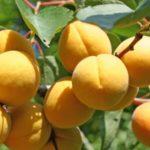 ผลผลิตแอปริคอต