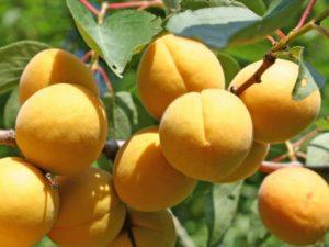 คำอธิบายและกฎเกณฑ์ในการปลูกแอปริคอตพันธุ์ของหวาน