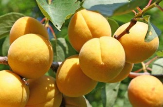 ผลผลิตแอปริคอต