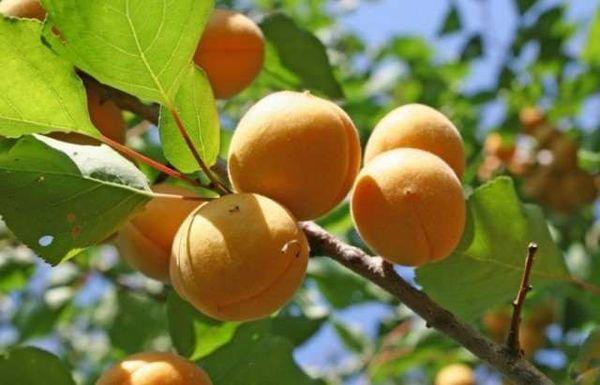 abricots sur une branche