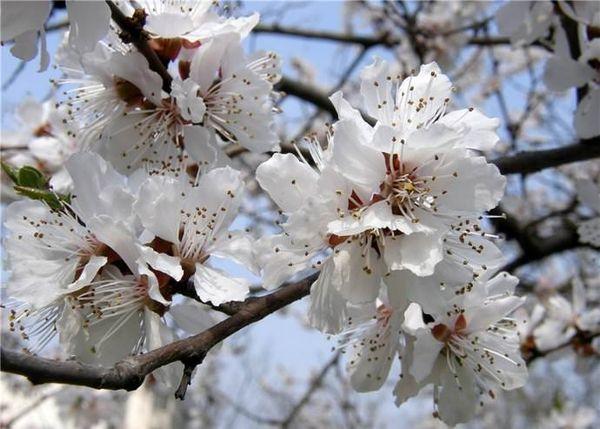 période de floraison