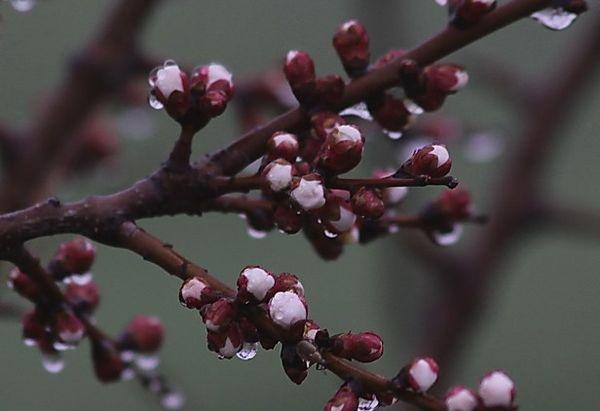 Description et technologie de culture de l'abricot Tsarsky