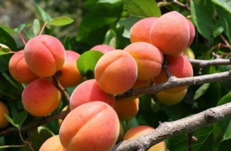 ผลแอปริคอต