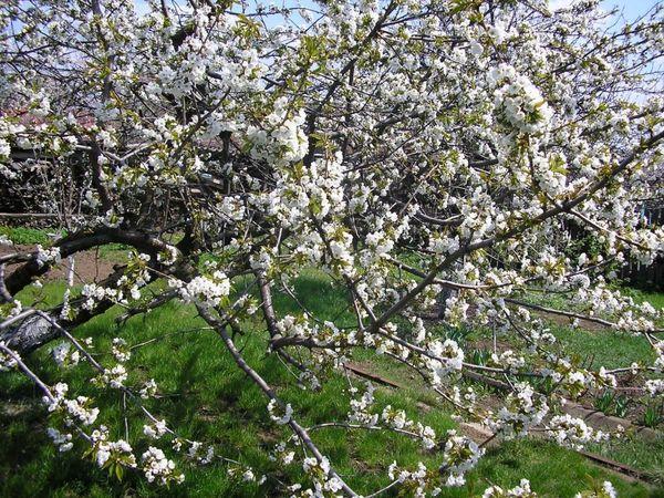 ดอกแอปริคอต