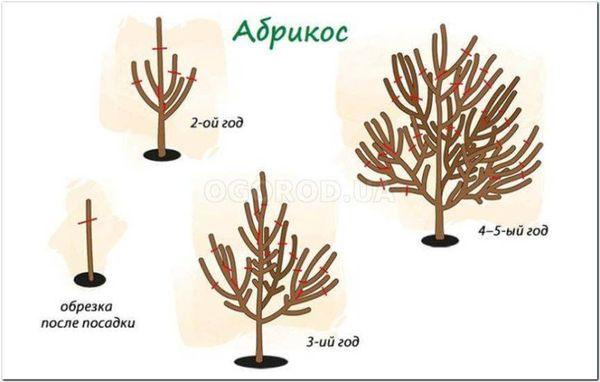 การตัดแต่งกิ่ง