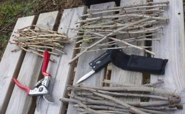 กิ่งแอปริคอต