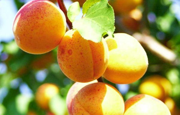 une branche avec des abricots