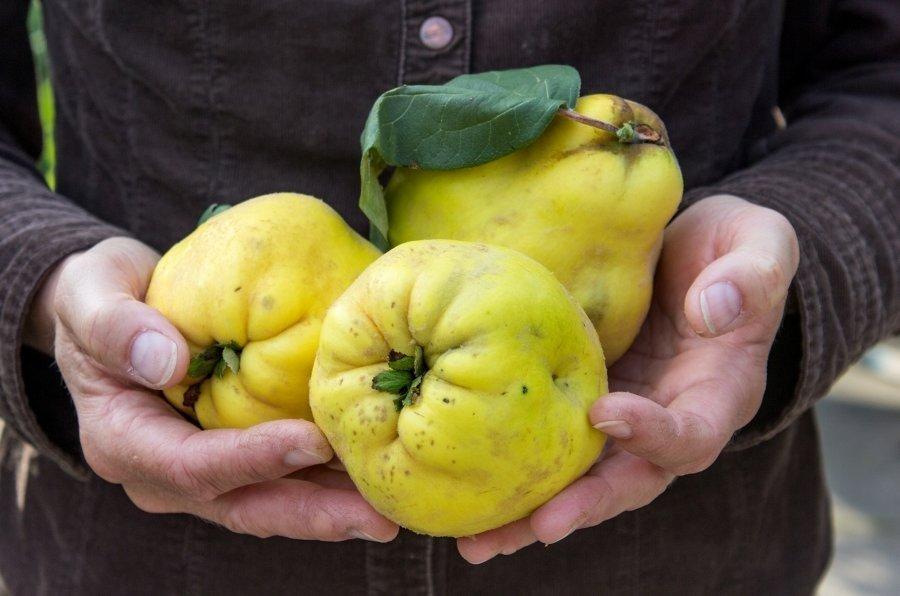 les bienfaits et les inconvénients du coing