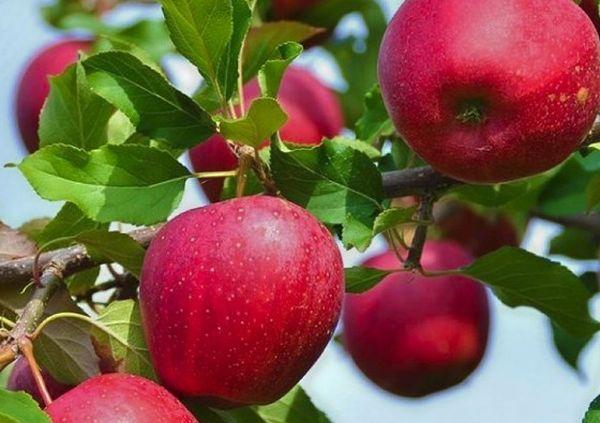 ต้นแอปเปิ้ล Venyaminovskoye