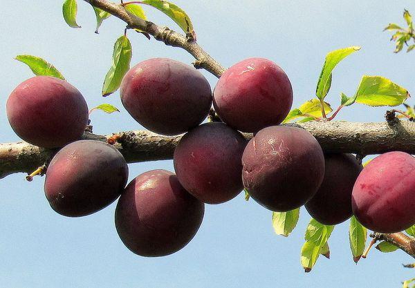 เชอร์รี่พลัม อาซาโลดา