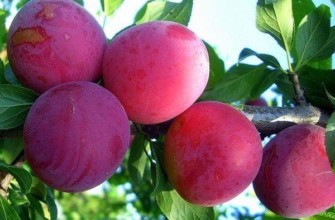 พลัมขนมหวาน