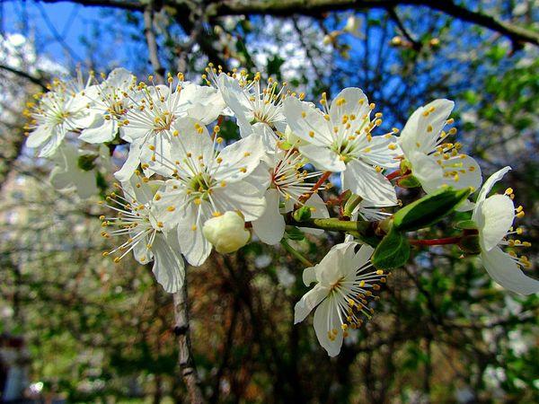 ต้นเชอร์รี่พลัมกำลังบาน