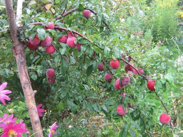 เชอร์รี่พลัมนักเดินทาง