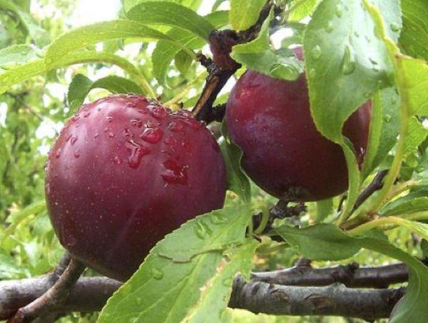 พลัมสุก