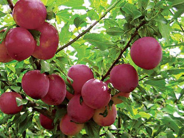 ต้นไม้ผลไม้