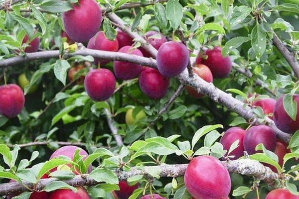 ลูกพลัมบนกิ่ง