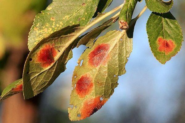 โรคใบมีติ่งหลายชั้น