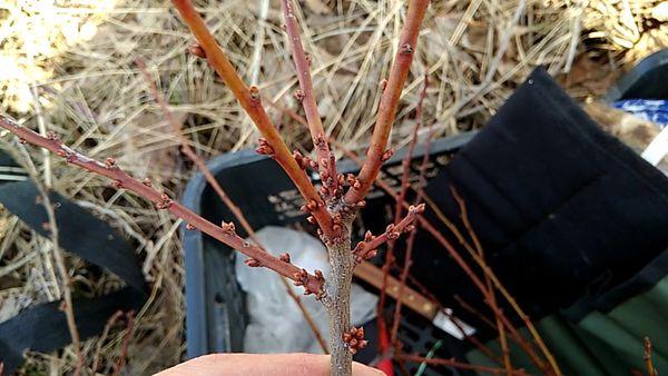 การตัดกิ่งพันธุ์ไม้