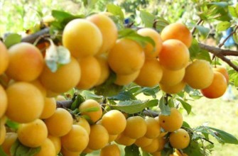 พันธุ์ซาร์สกายา