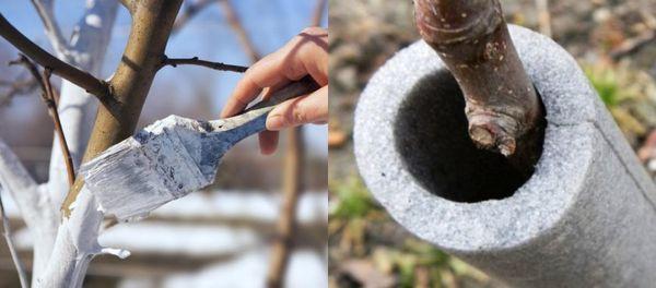 ฉนวนของราก