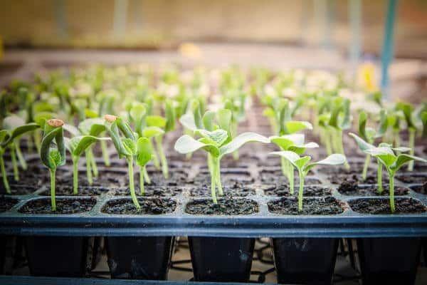 récipient avec semis