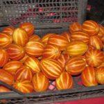 พันธุ์แตงโม