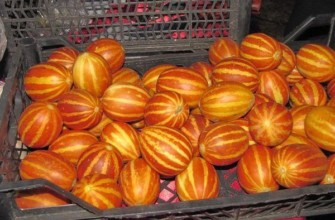 พันธุ์แตงโม