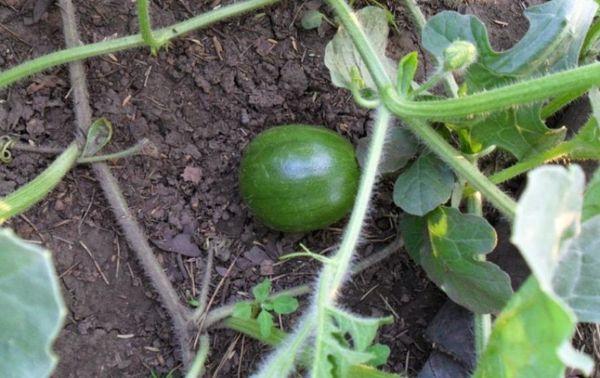 การให้อาหารแตงโม