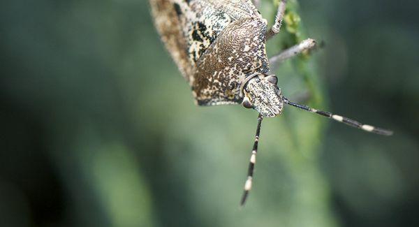 แมลงเหม็นลายหินอ่อน