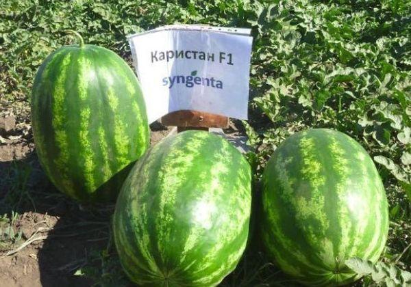 พันธุ์คาริสถาน