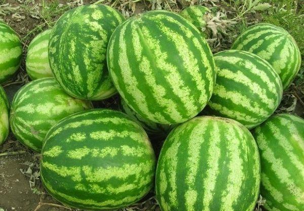 แตงโมสุก