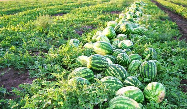 การเก็บเกี่ยวแตงโม