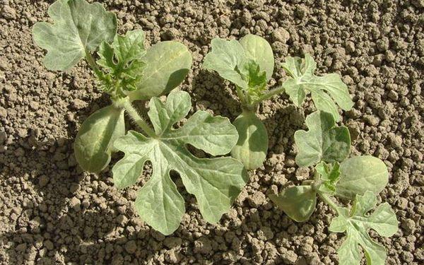 ต้นกล้าแตงโม