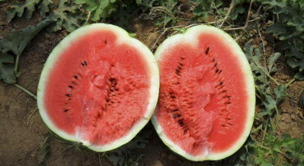 ลักษณะและเทคโนโลยีการปลูกแตงโมพันธุ์คริมสันสวีท