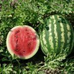 พืชแตงโม