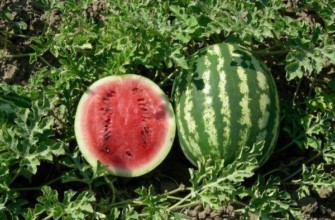 พืชแตงโม