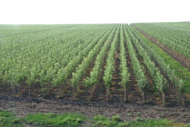 ต้นกล้าต้นแอปเปิ้ล