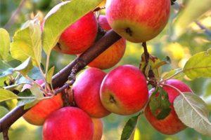 ลักษณะและลักษณะของต้นแอปเปิลพันธุ์ออรลิงก้า ความละเอียดในการปลูก
