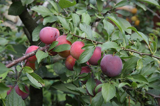 พลัมรัสเซีย