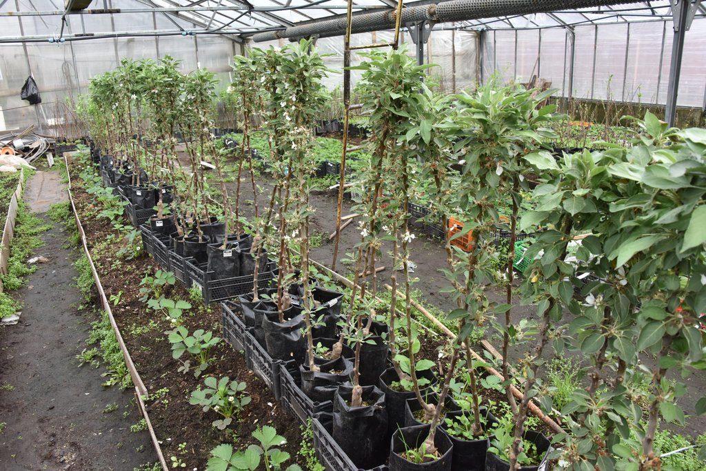 ต้นกล้าต้นแอปเปิ้ล