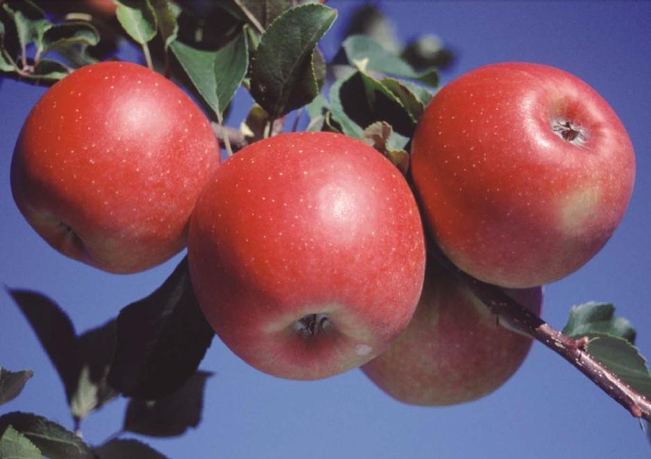 ผลแอปเปิ้ล