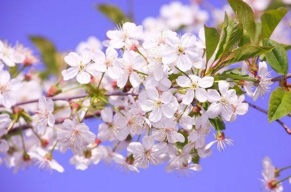 ระยะออกดอก