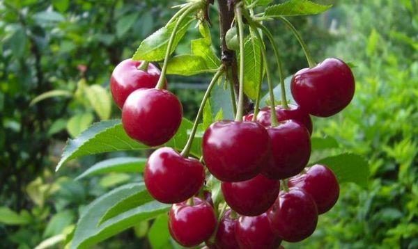 กิ่งก้านที่มีผลเบอร์รี่