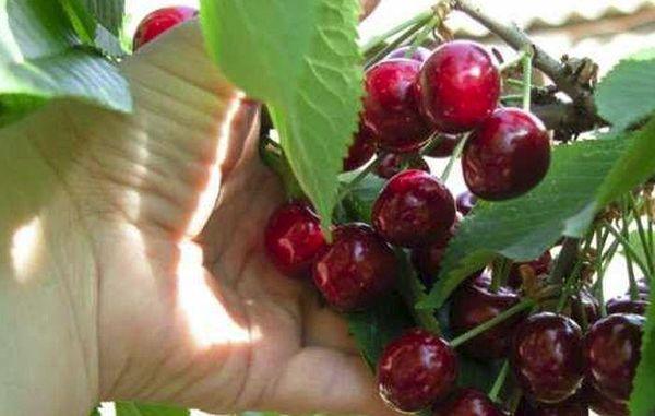 ผลเชอร์รี่